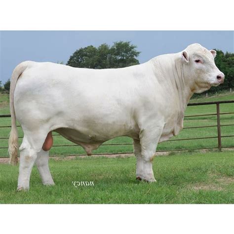 Charlotte cattle for sale. Things To Know About Charlotte cattle for sale. 
